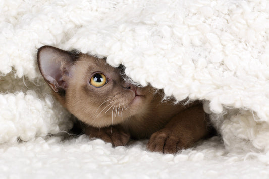 Cómo Eliminar los Olores de Gato en Tu Hogar