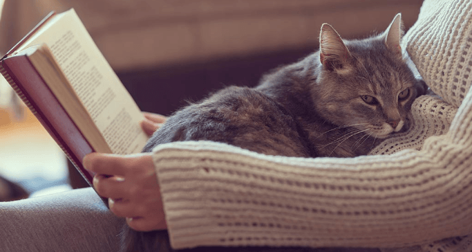 Entendiendo el Comportamiento de Amasado de los Gatos: Una Muestra de Afecto