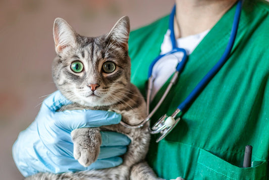 «Es vital»: la clave para elegir al veterinario perfecto de tu gato