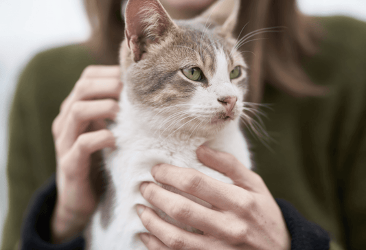 Descubriendo los Mejores Tipos de Arena para Gatos: Arcilla, Sílice y Vegetales