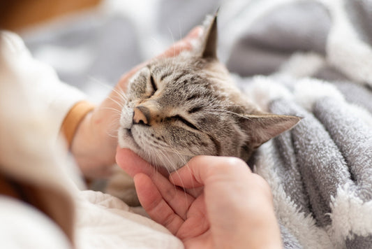 "Es insostenible": cómo cambiar la arena de tu gato sin estrés