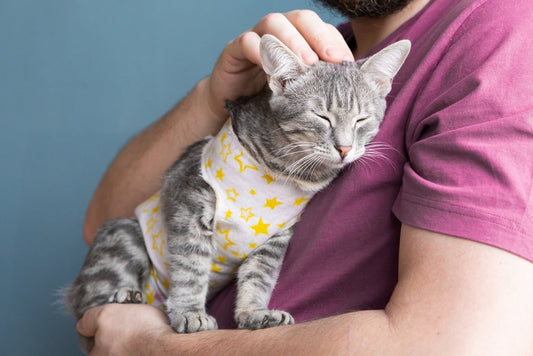¿Cuándo esterilizar a tu gato? Conoce los beneficios y el mejor momento