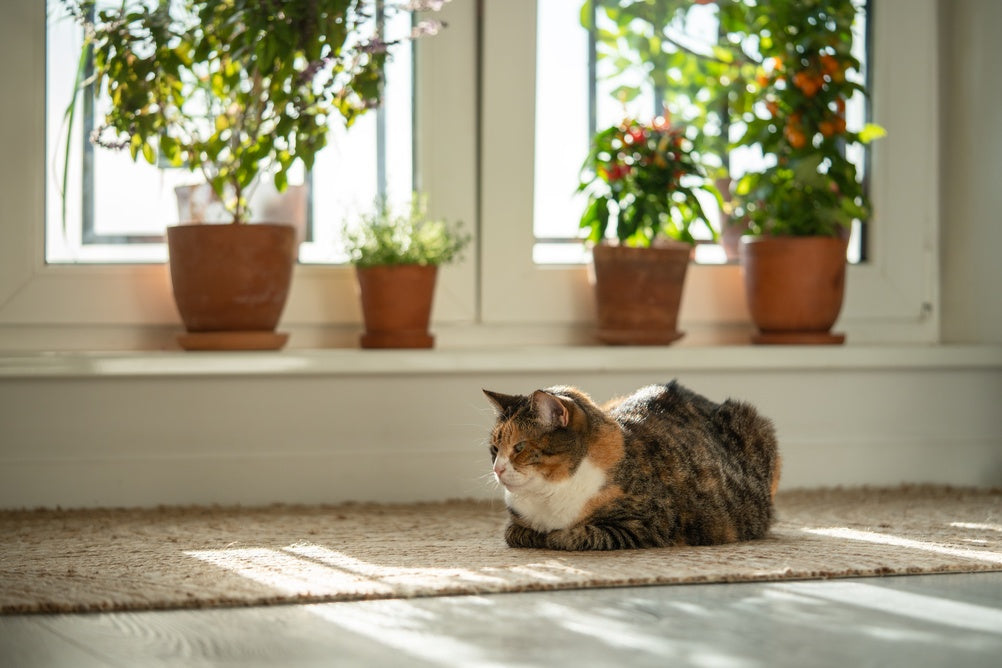 ¿Con qué frecuencia limpiar la caja de arena de tu gato? Más que higiene, es salud