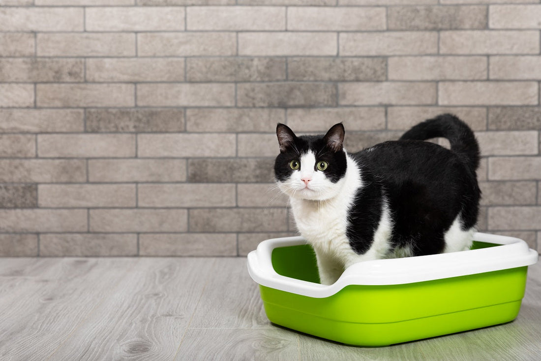 ¿Qué hacer si tu gato tiene sangre en las heces? Causas y soluciones