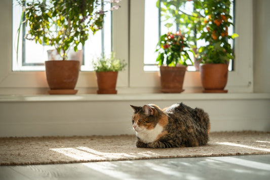 Día Internacional del Gato 2026: qué significa y cómo celebrarlo
