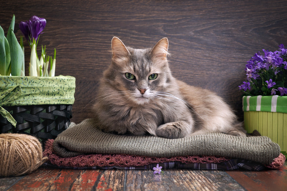 ¿Cómo mantener tu hogar fresco si tienes gatos y buscas tranquilidad?