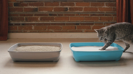 ¿Cómo saber si tu gato es macho o hembra? Guía completa