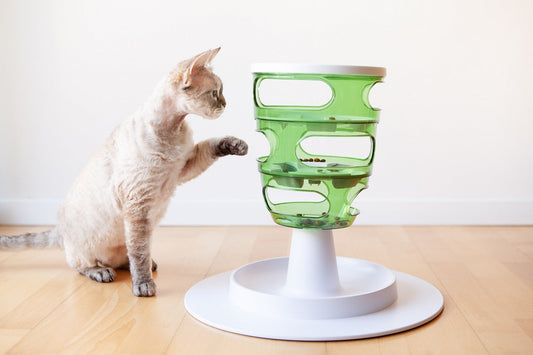 ¿Qué significa cuando los gatos mueven la cola? Entiende su lenguaje
