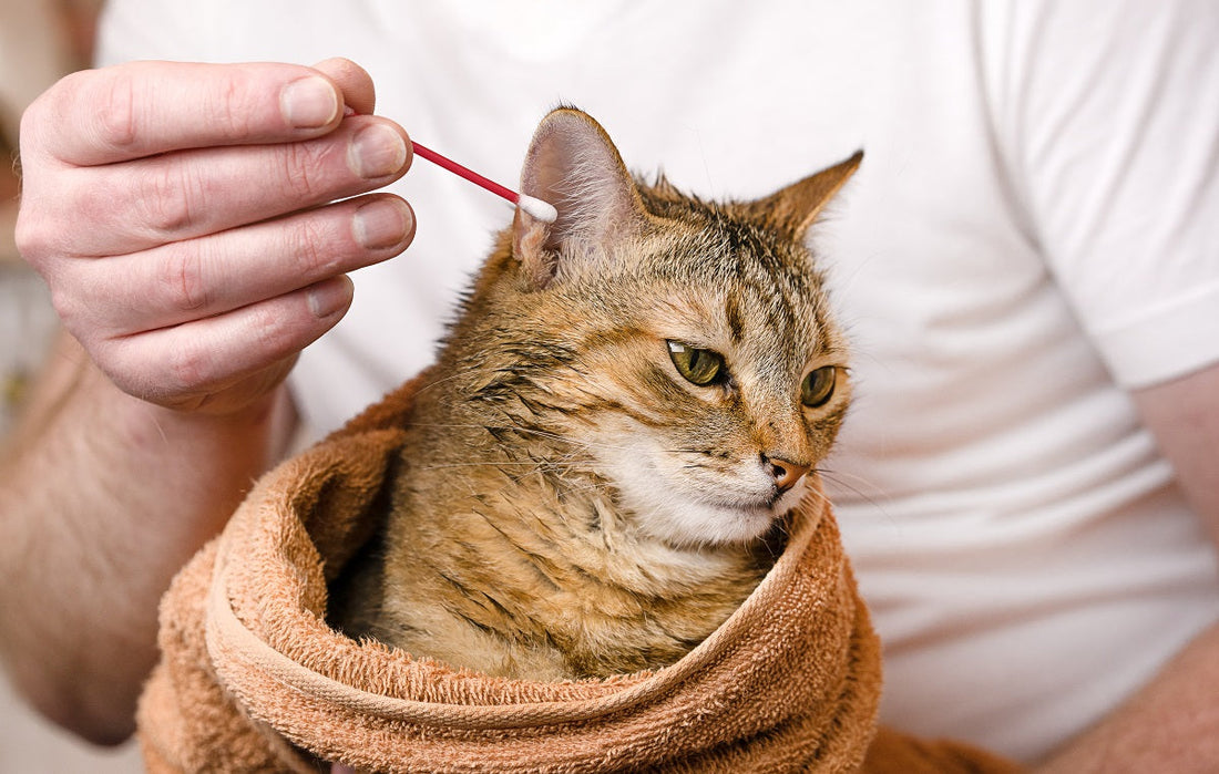¿Por qué la orina de gato huele tan fuerte? Descubre las causas