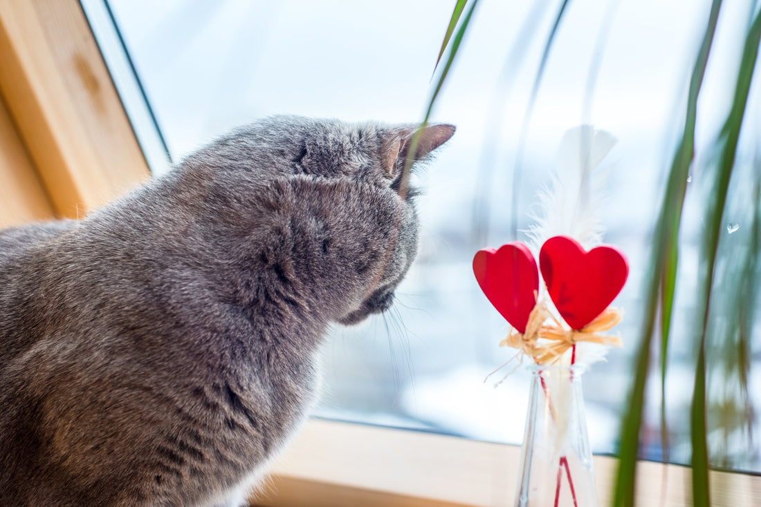 ¿Cómo construir un vínculo más fuerte con tu gato?
