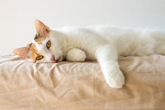 ¿Sílice amorfa o cristalina? Entiende la clave para la arena de tu gato