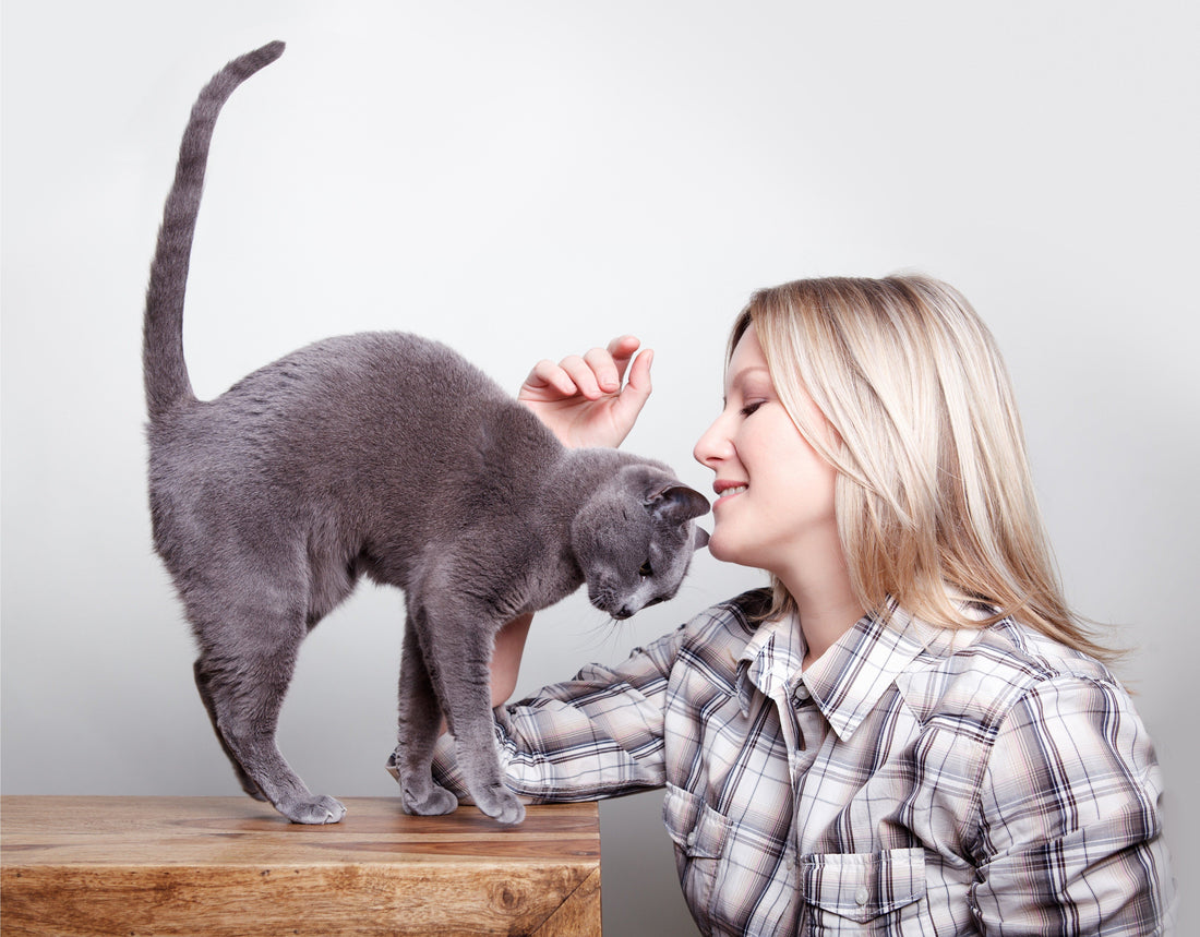 ¿Sueñan los gatos? Descubre qué revelan sus sueños sobre su vida