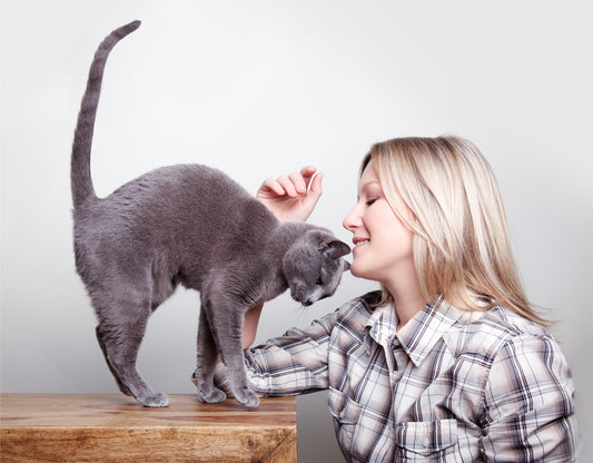 ¿Sueñan los gatos? Descubre qué revelan sus sueños sobre su vida