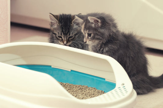 ¿Necesitan los gatos un entrenamiento para usar la caja de arena?