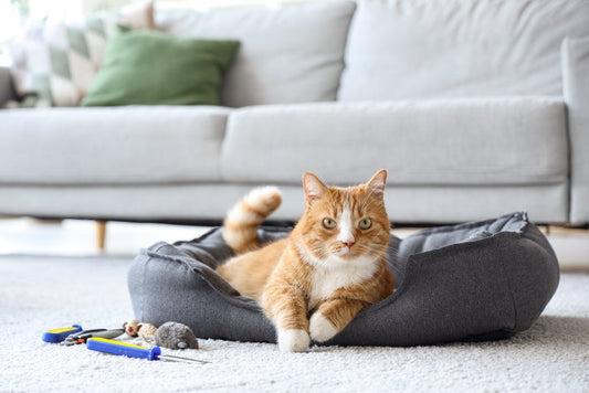 Arena para gatos: cómo The Healthy Litter refresca tu hogar sin riesgos