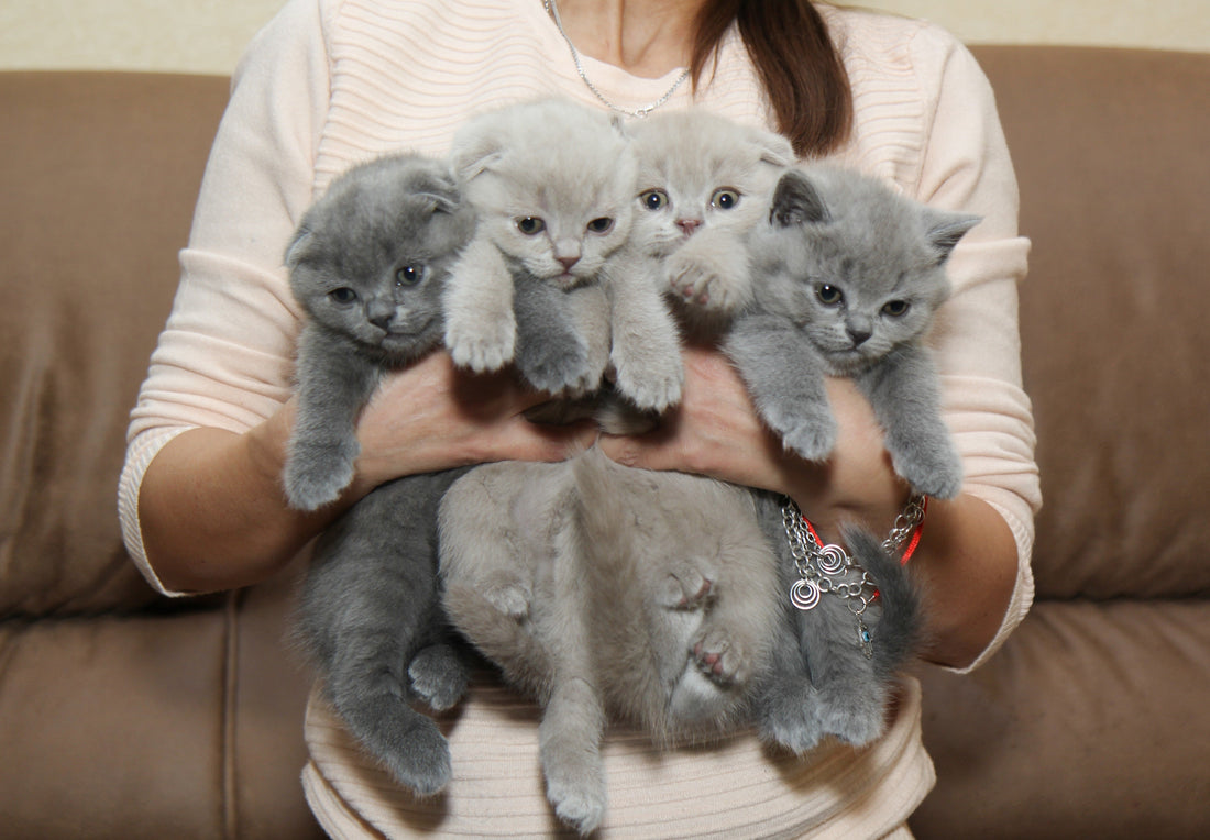 ¿Tu gato siente frío? Claves para proteger a tu felino en invierno