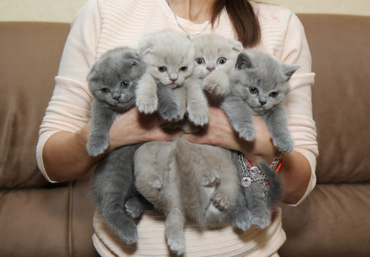 ¿Tu gato siente frío? Claves para proteger a tu felino en invierno