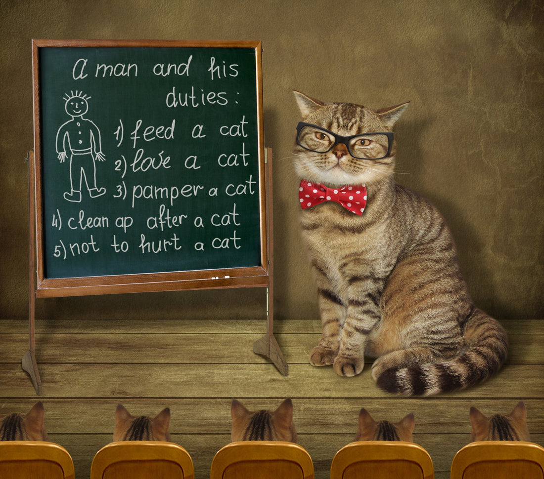 Cómo elegir el mejor arenero para tu gato y mantenerlo saludable