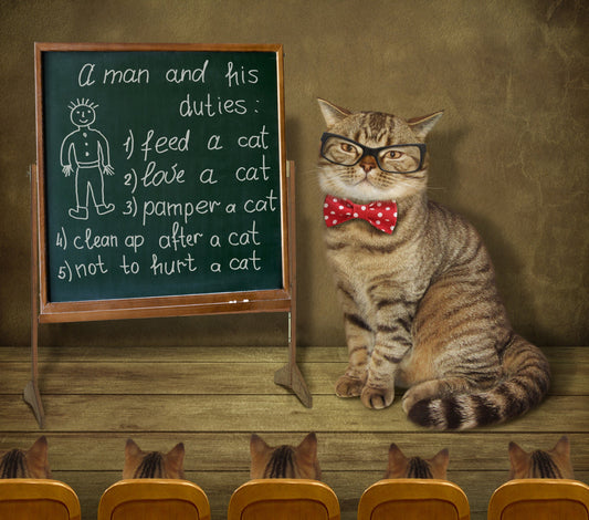 Cómo elegir el mejor arenero para tu gato y mantenerlo saludable