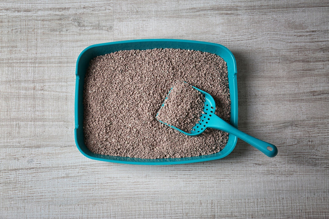 Cómo Determinar Cuándo Cambiar la Caja de Arena de tu Gato